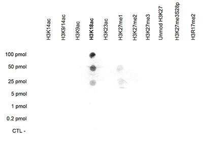 Dot Blot: Histone H3 [ac Lys18] Antibody [NBP2-59174] - A Dot Blot analysis was performed to test the cross reactivity of the antibody against H3K18ac with with peptides containing other modifications and unmodified sequences of histone H3. One hundred to 0.2 pmol of the peptide containing the respective histone modification were spotted on a membrane. The antibody was used at a dilution of 1:1,000. Figure shows a high specificity of the antibody for the modification of interest.